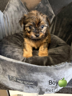 Foto №1. chow-chow - zum Verkauf in der Stadt Arkansas City | 339€ | Ankündigung № 163986