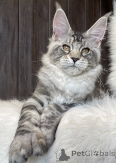 Foto №1. maine-coon-katze - zum Verkauf in der Stadt Baden-Baden | 990€ | Ankündigung № 163667