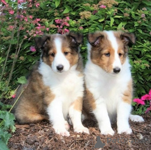 Foto №1. shetland sheepdog - zum Verkauf in der Stadt Freiburg | Frei | Ankündigung № 170167