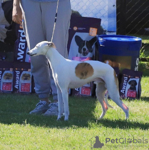 Foto №3. Whippet-Männchen zur Zucht in Russische Föderation. Ankündigung № 123326