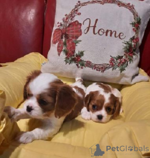 Foto №1. cavalier king charles spaniel - zum Verkauf in der Stadt Berlin | verhandelt | Ankündigung № 169715