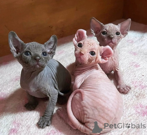 Foto №1. sphynx-katze - zum Verkauf in der Stadt Monaco | verhandelt | Ankündigung № 176198