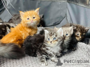 Foto №2 zu Ankündigung № 114785 zu verkaufen maine-coon-katze - einkaufen Brasilien quotient 	ankündigung