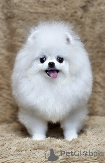 Foto №2 zu Ankündigung № 130323 zu verkaufen pommersche spitz - einkaufen Russische Föderation quotient 	ankündigung