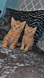 Foto №1. maine-coon-katze - zum Verkauf in der Stadt Aarbergen | 300€ | Ankündigung № 155349