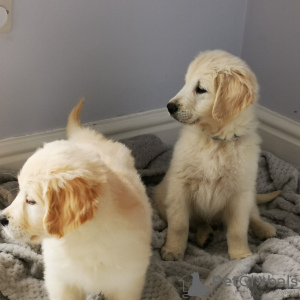 Foto №2 zu Ankündigung № 119101 zu verkaufen golden retriever - einkaufen Belgien züchter