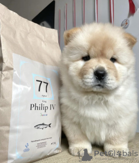 Foto №2 zu Ankündigung № 83563 zu verkaufen chow-chow - einkaufen USA quotient 	ankündigung