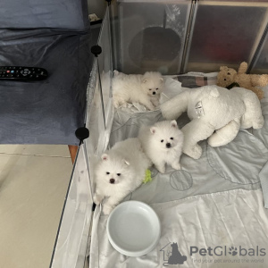 Foto №4. Ich werde verkaufen pommersche spitz in der Stadt Köln. quotient 	ankündigung - preis - 372€