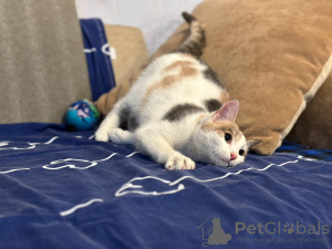 Foto №4. Ich werde verkaufen  in der Stadt Москва.  - preis - Frei