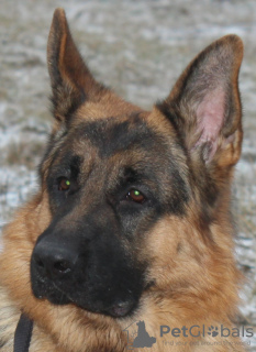 Foto №2 zu Ankündigung № 12165 zu verkaufen deutscher schäferhund - einkaufen Weißrussland züchter