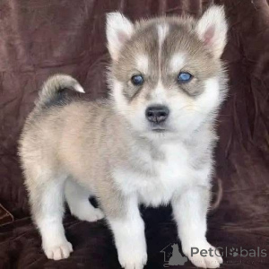 Foto №1.  - zum Verkauf in der Stadt Berlin | verhandelt | Ankündigung № 161316