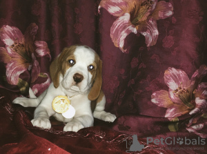 Zusätzliche Fotos: Beagle Welpe von seltener zweifarbiger Farbe