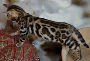 Zusätzliche Fotos: Leopard in Miniatur
