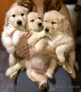 Foto №2 zu Ankündigung № 159672 zu verkaufen golden retriever - einkaufen Serbien züchter