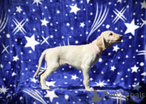 Foto №3. Persian Greyhound Saluki. Serbien