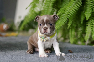 Foto №1. boston terrier - zum Verkauf in der Stadt Graz | 350€ | Ankündigung № 170154