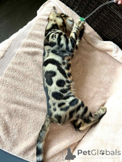 Foto №4. Ich werde verkaufen bengal katzenrasse in der Stadt Minsk. vom kindergarten, züchter - preis - 406€