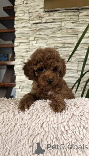 Foto №3. Rote Kisten Spielzeug. Serbien