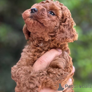 Foto №2 zu Ankündigung № 164037 zu verkaufen pudel (toy) - einkaufen Finnland quotient 	ankündigung, aus dem tierheim