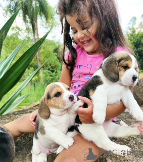 Foto №2 zu Ankündigung № 168023 zu verkaufen beagle - einkaufen Deutschland quotient 	ankündigung