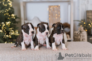 Zusätzliche Fotos: Amerikanische Staffordshire-Terrier-Welpen