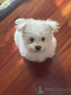 Foto №1. bichon frisé - zum Verkauf in der Stadt Helsinki | 500€ | Ankündigung № 169508