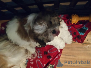 Foto №1. shih tzu - zum Verkauf in der Stadt Nürnberg | 450€ | Ankündigung № 56601