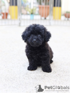 Foto №3. Pudel. Deutschland