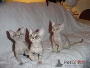 Foto №4. Ich werde verkaufen devon rex in der Stadt Франкфурт-на-Майне. züchter - preis - 400€