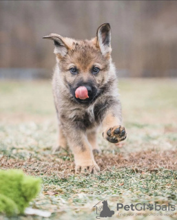 Foto №3. Deutscher Schäferhund zur Adoption. Großbritannien