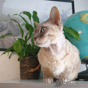 Foto №4. Ich werde verkaufen devon rex in der Stadt Helsinki. quotient 	ankündigung, züchter - preis - 350€