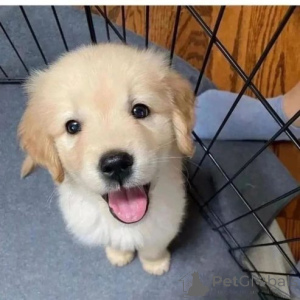 Foto №2 zu Ankündigung № 167329 zu verkaufen dogo argentino - einkaufen Die Philippinen quotient 	ankündigung