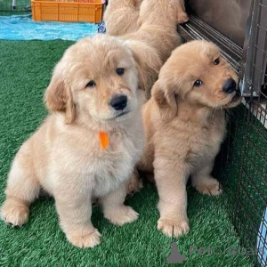 Foto №1. golden retriever - zum Verkauf in der Stadt Blatt | 350€ | Ankündigung № 171430
