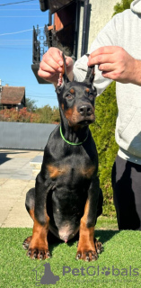 Zusätzliche Fotos: Dobermann-Welpen zu verkaufen