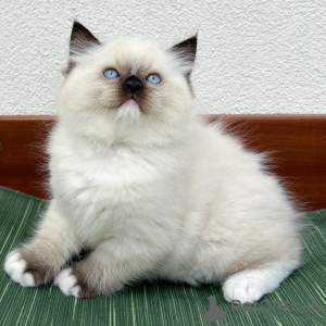Foto №1. ragdoll-katze - zum Verkauf in der Stadt Aarhus | verhandelt | Ankündigung № 171360