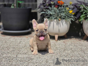 Foto №3. Apollo ist bereit für ein neues Zuhause. Deutschland