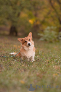 Foto №2. Paarung Service welsh corgi. Preis - verhandelt