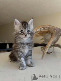Foto №2 zu Ankündigung № 177806 zu verkaufen maine-coon-katze - einkaufen Deutschland züchter