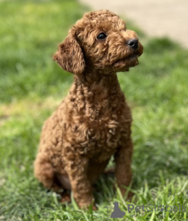 Foto №1. pudel (toy) - zum Verkauf in der Stadt Inđija | verhandelt | Ankündigung № 139920