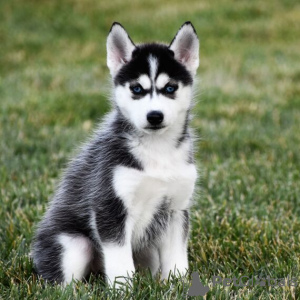 Foto №1. siberian husky - zum Verkauf in der Stadt Omsk | Frei | Ankündigung № 35493