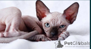 Foto №1. sphynx-katze - zum Verkauf in der Stadt Альбервиль | verhandelt | Ankündigung № 57456