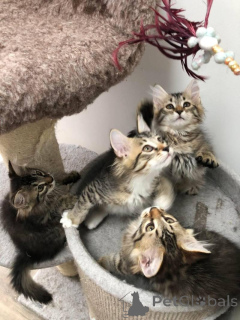 Foto №1. sibirische katze - zum Verkauf in der Stadt Lille | 300€ | Ankündigung № 160573