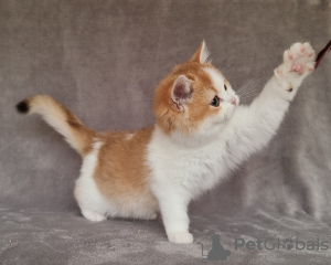 Foto №4. Ich werde verkaufen burmilla kurzhaar in der Stadt Эттлинген. züchter - preis - 3000€