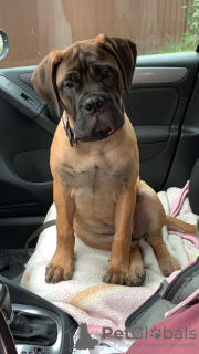 Foto №3. Bullmastiff. Russische Föderation