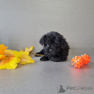 Foto №1. pudel (toy) - zum Verkauf in der Stadt Helsinki | 1500€ | Ankündigung № 163100