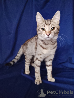 Foto №1.  - zum Verkauf in der Stadt Moskwa | Frei | Ankündigung № 165479