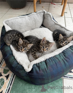 Foto №1. europäisch kurzhaar - zum Verkauf in der Stadt Bönnigheim | 350€ | Ankündigung № 153848