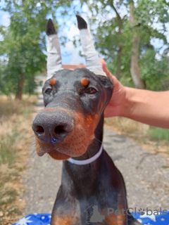 Foto №1. dobermann - zum Verkauf in der Stadt Belgrad | verhandelt | Ankündigung № 112793