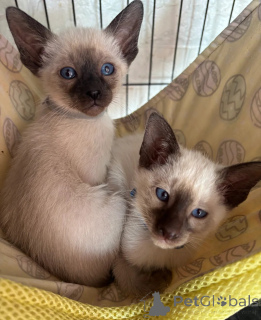 Foto №1. siamkatze - zum Verkauf in der Stadt Porrentruy | 350€ | Ankündigung № 151642