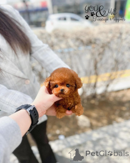 Foto №2 zu Ankündigung № 163957 zu verkaufen mischlingshund - einkaufen USA 